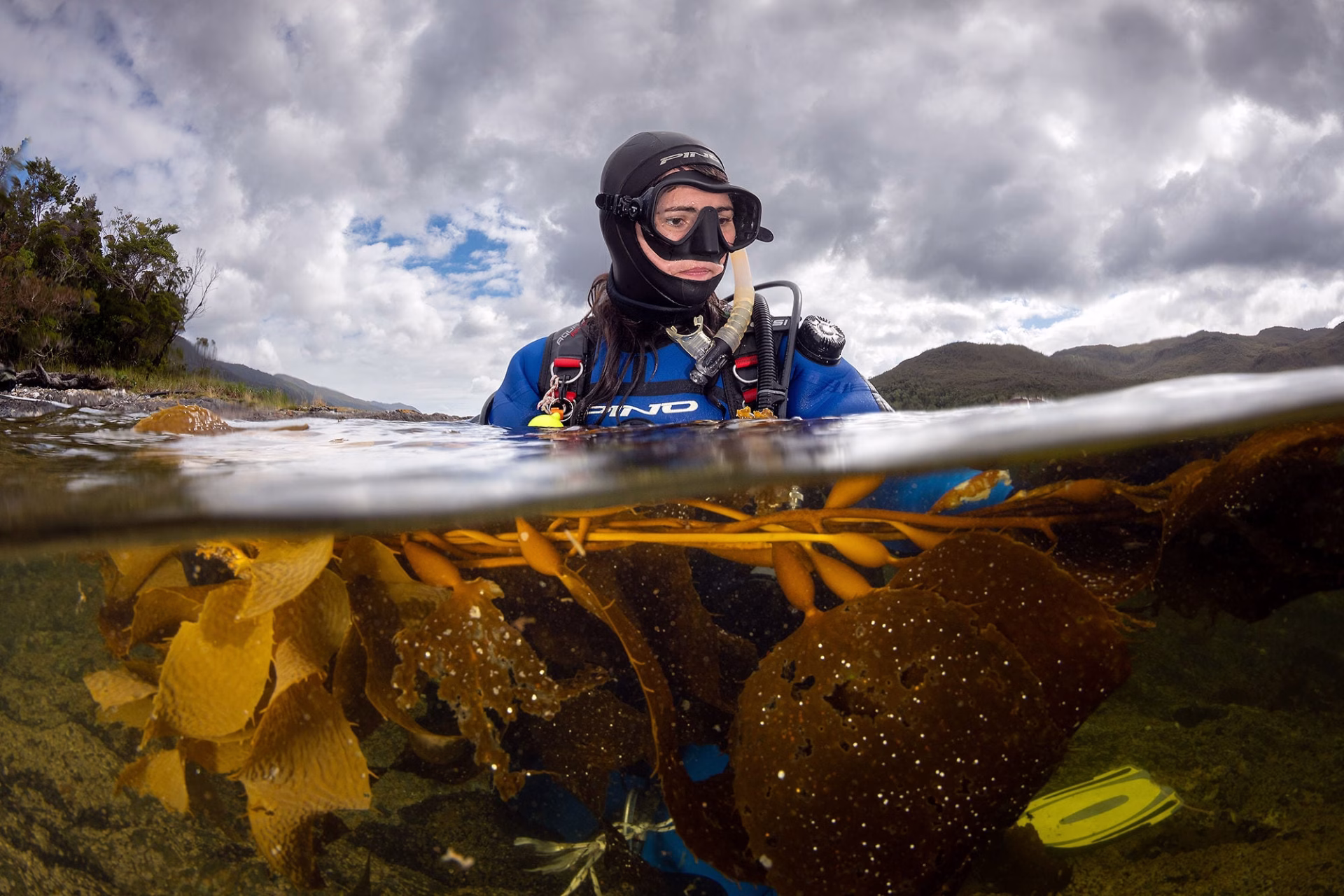 El Tesoro Submarino de la Patagonia: El ‘Bosque’ que Desafía a Nuestros Pinos en la Lucha Contra el Cambio Climático