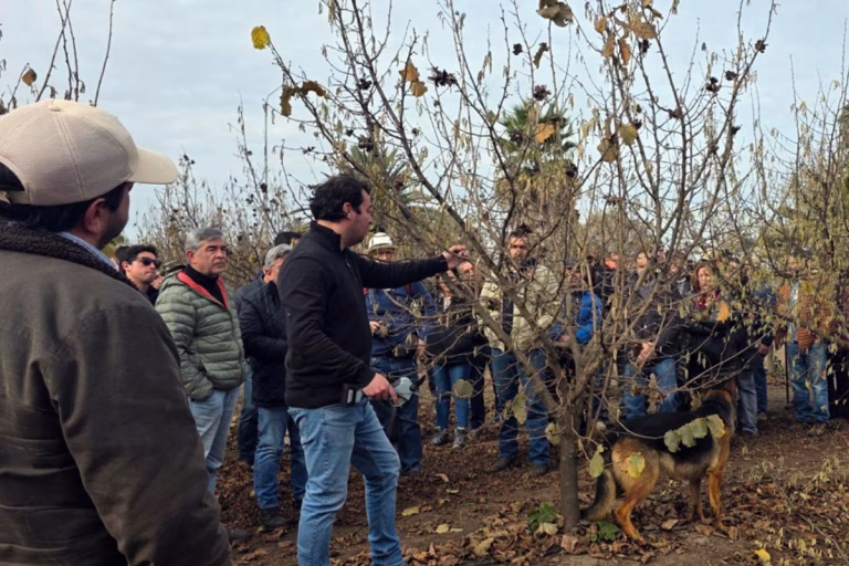 Productores de avellano de Ñuble se capacitan en Bulnes: Poda mecánica y drones asoman como claves para la productividad