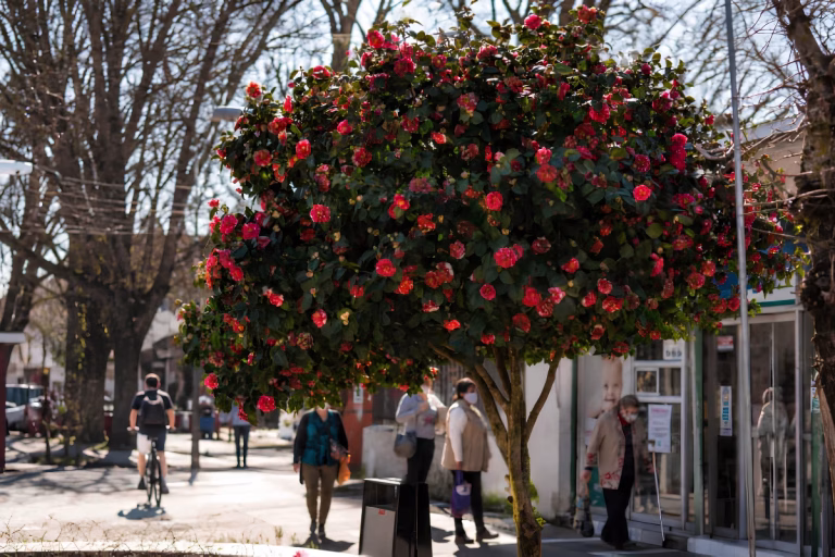 Bulnes Renace: La Ciudad de las Camelias Apuesta por su Identidad Floral con Inversión y Participación Vecinal
