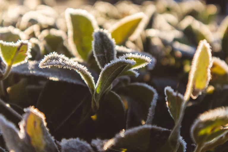 Hasta -4°C y Código Azul: Biobío se prepara para uno de los episodios de frío más intensos del invierno