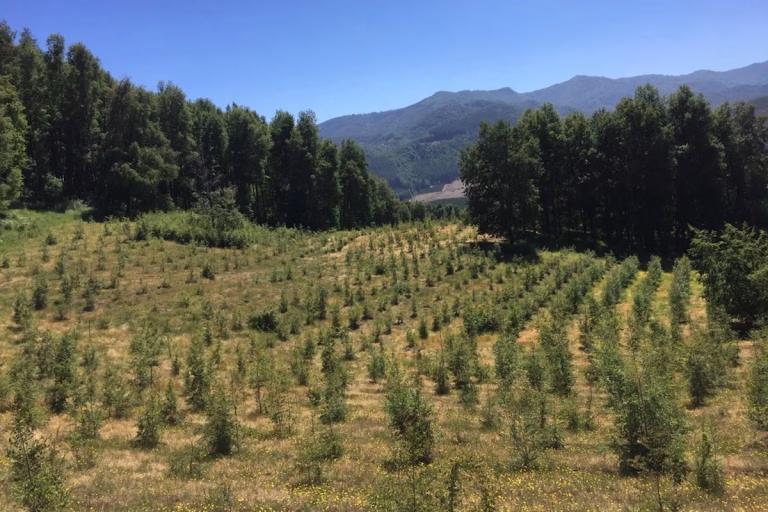 CONAF admite proyecto de la Universidad Austral para proteger la salud del bosque nativo en el sur de Chile