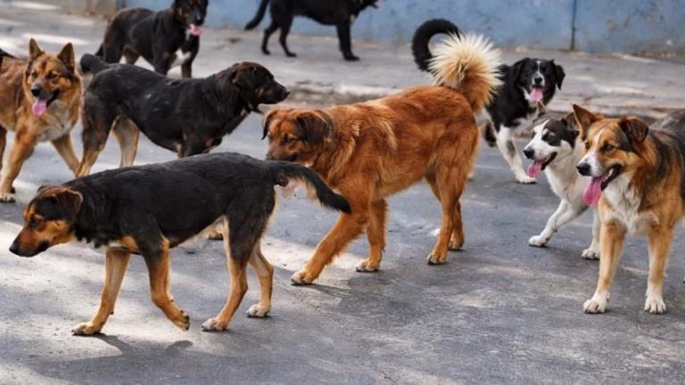 Hombre de 77 años muere en Quillón tras ser atacado por una jauría de perros