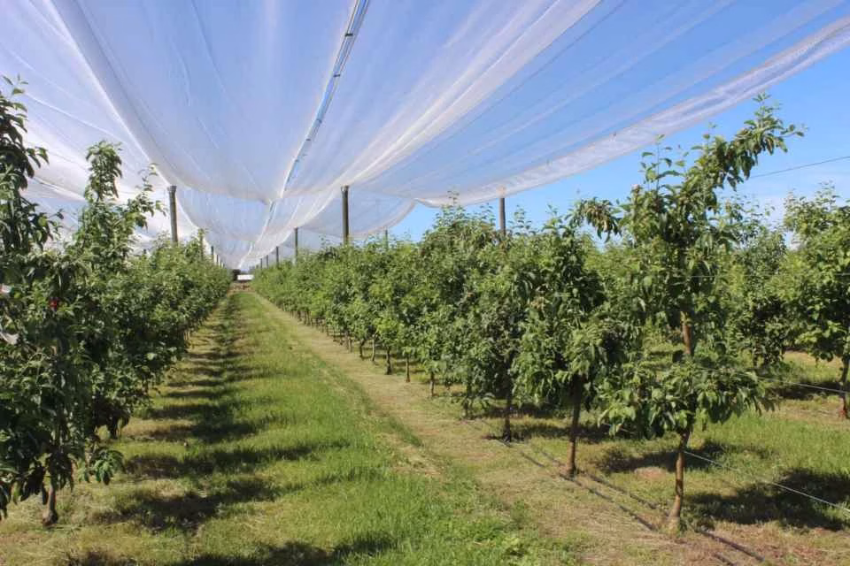Quillón será sede de la Primera Expofrutales de Ñuble para potenciar la agricultura local